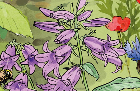 Illustration einer Glockenblume