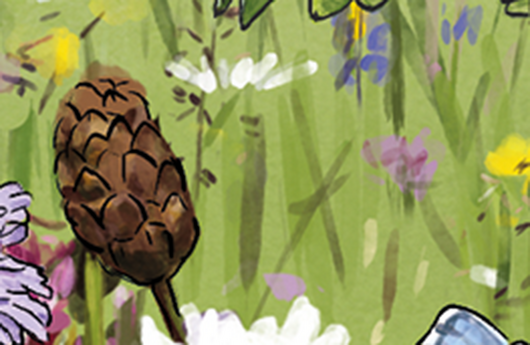 Illustration vom Grossen Wiesenknopf