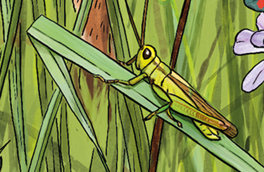 Illustration eines Grünen Heupferds