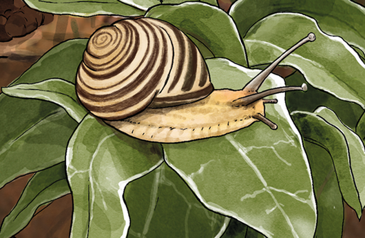 Illustration einer Hain-Schnirkelschnecke