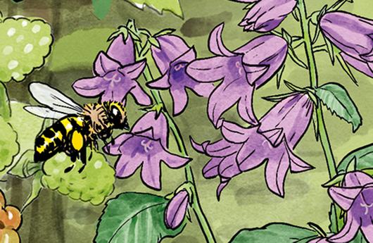 Illustration einer Honigbiene
