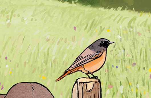 Illustration eines Gartenrotschwanzes