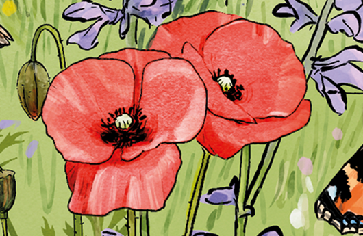 Illustration von Klatschmohn