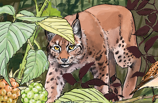 Illustration Luchs
