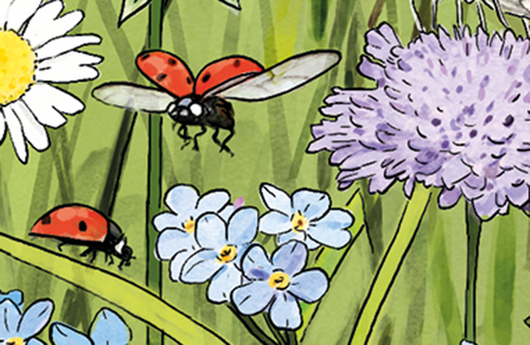 Illustration eines Marienkäfer