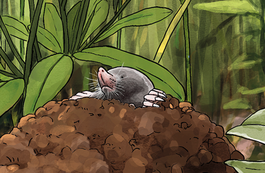 Illustration eines Maulwurf