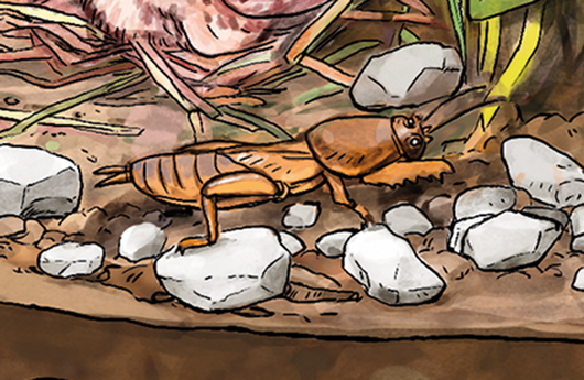 Illustration einer Maulwurfsgrille