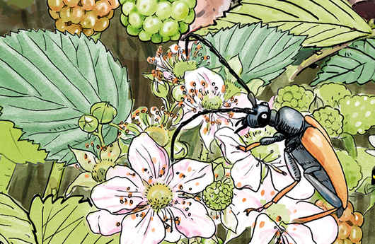 Illustration eines Rothalsbock