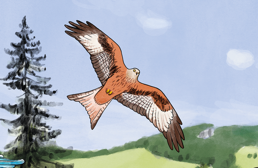 Illustration eines Rotmilan