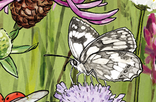 Illustration eines Schachbrettfalter
