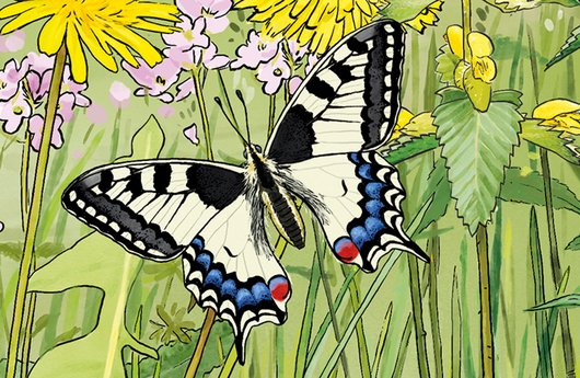 Illustration eines Schwalbenschwanz