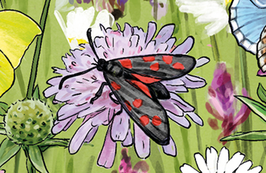 Illustration eines Sechsfleck-Widderchens