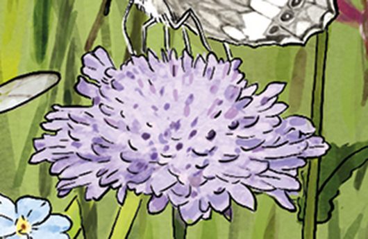 Illustration einer Tauben-Skabiose