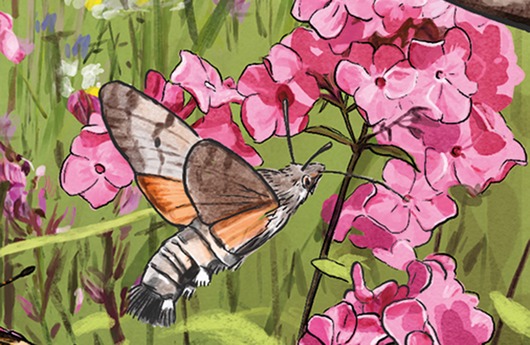 Illustration eines Taubenschwänzchens