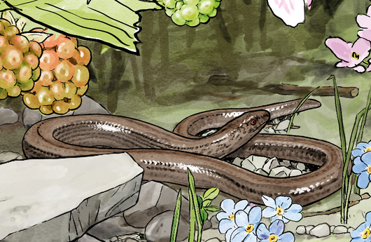 Illustration einer Blindschleiche