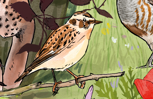Illustration eines Braunkehlchens