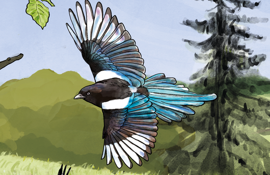 Illustration einer Elster
