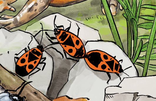 Illustration von Feuerwanzen