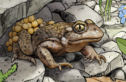 Illustration einer Geburtshelferkröte