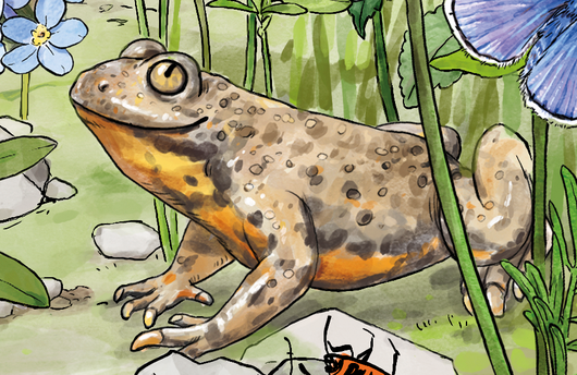 Illustration einer Gelbbauchunke