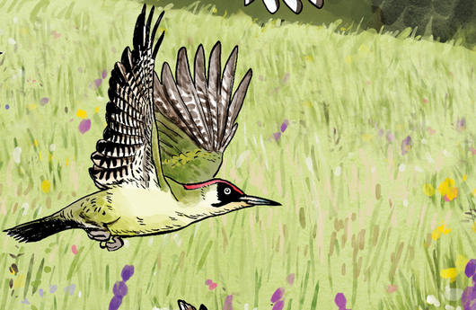Illustration eines Grünspechts
