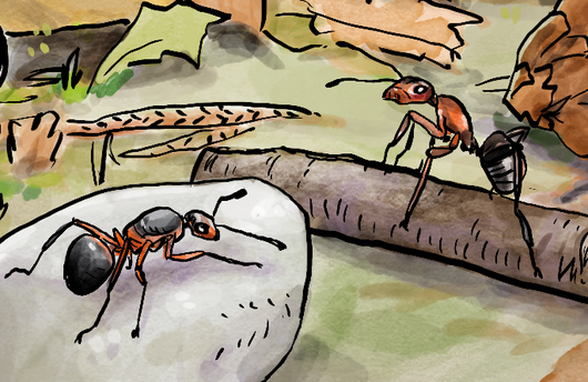 Illustration von Grossen Wiesenameisen