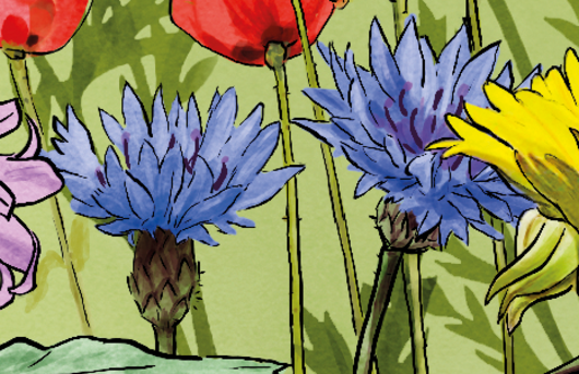 Illustration einer Kornblume