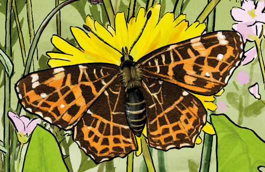 Illustration eines Landkärtchens