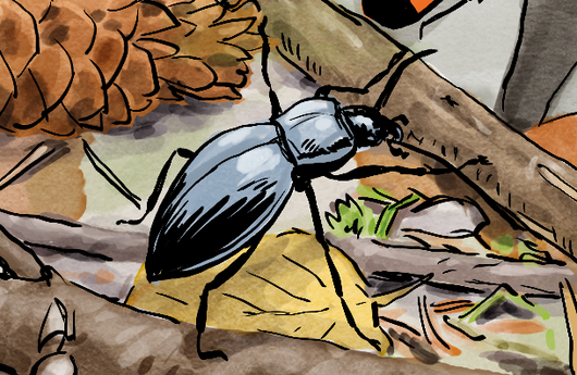 Illustration eines Lederlaufkäfers