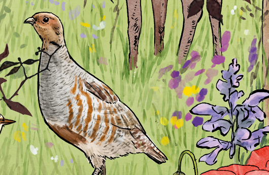Illustration eines Rebhuhns