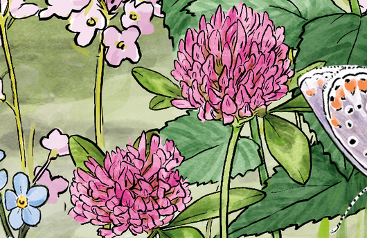 Illustration von Rotklee