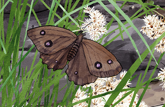 Illustration eines Blauäugigen Waldportiers
