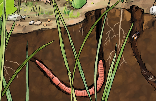 Illustration eines Tauwurms