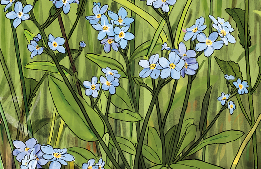 Illustration von Vergissmeinnicht
