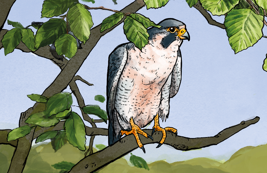 Illustration eines Wanderfalken