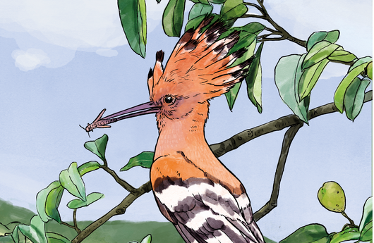 Illustration eines Wiedehopfs
