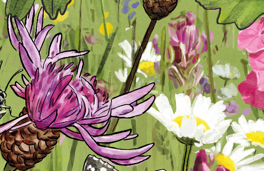 Illustration einer Wiesen-Flockenblume