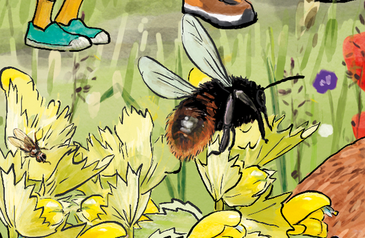 Illustration einer Wiesenhummel