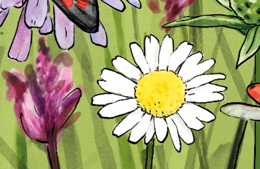 Illustration einer Wiesen-Margerite