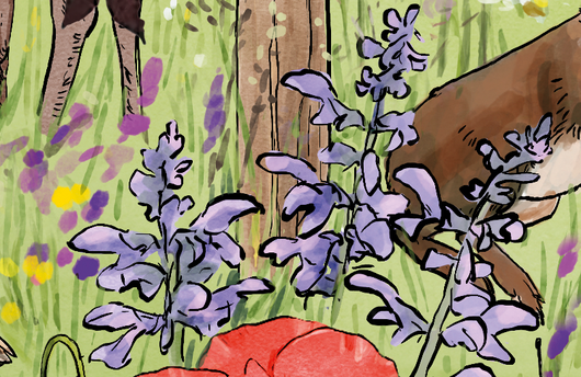 Illustration von Wiesensalbei