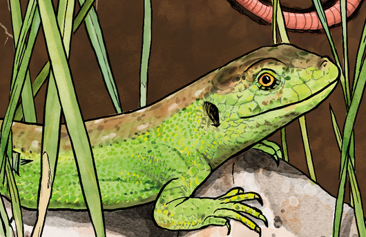 Illustration einer Zauneidechse
