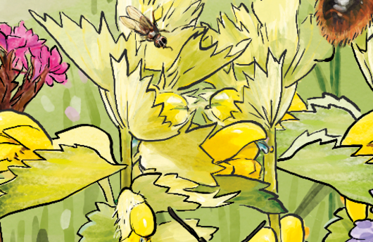Illustration von Zottiger Klappertopf