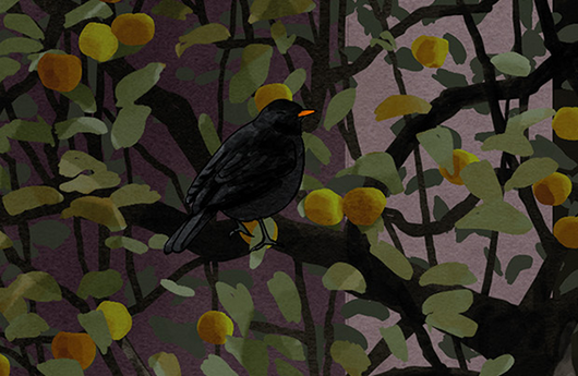 Illustration von einer Amsel