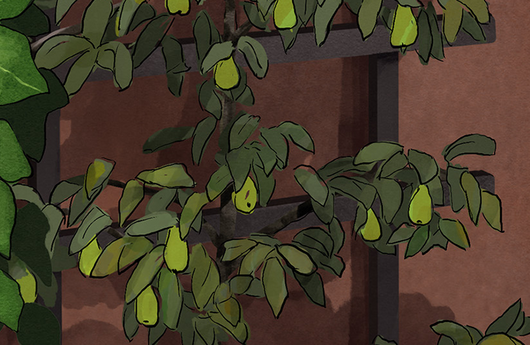Illustration von einem Birnenbaum