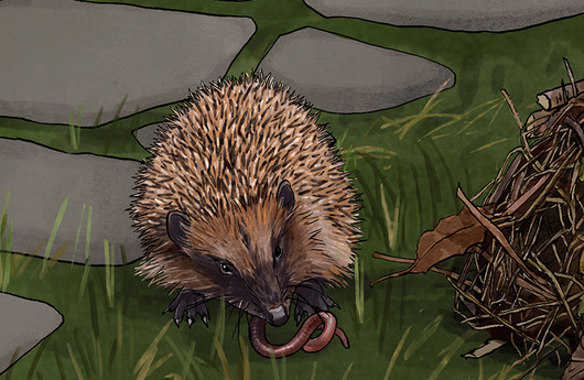 Illustration von einem Braunbrustigel