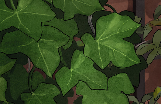 Illustration von Efeu
