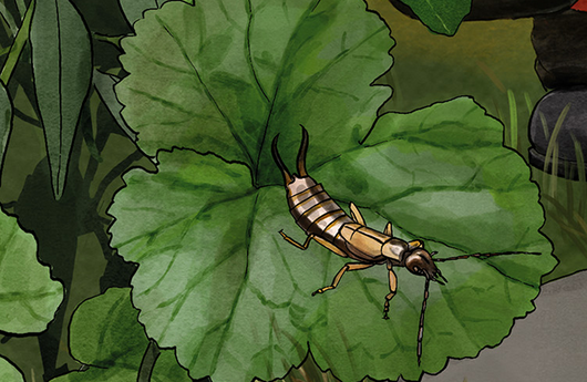 Illustration von einem Gemeinen Ohrwurm