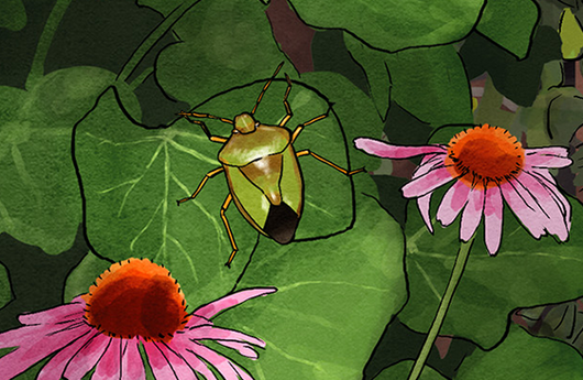 Illustration von einer Grünen Stinkwanze
