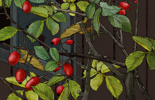 Illustration von Hagebutten der Hundsrose
