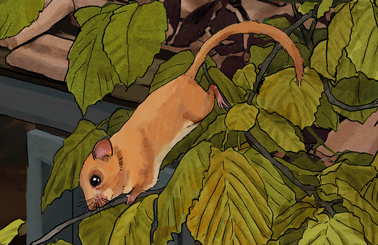 Illustration von einer Haselmaus